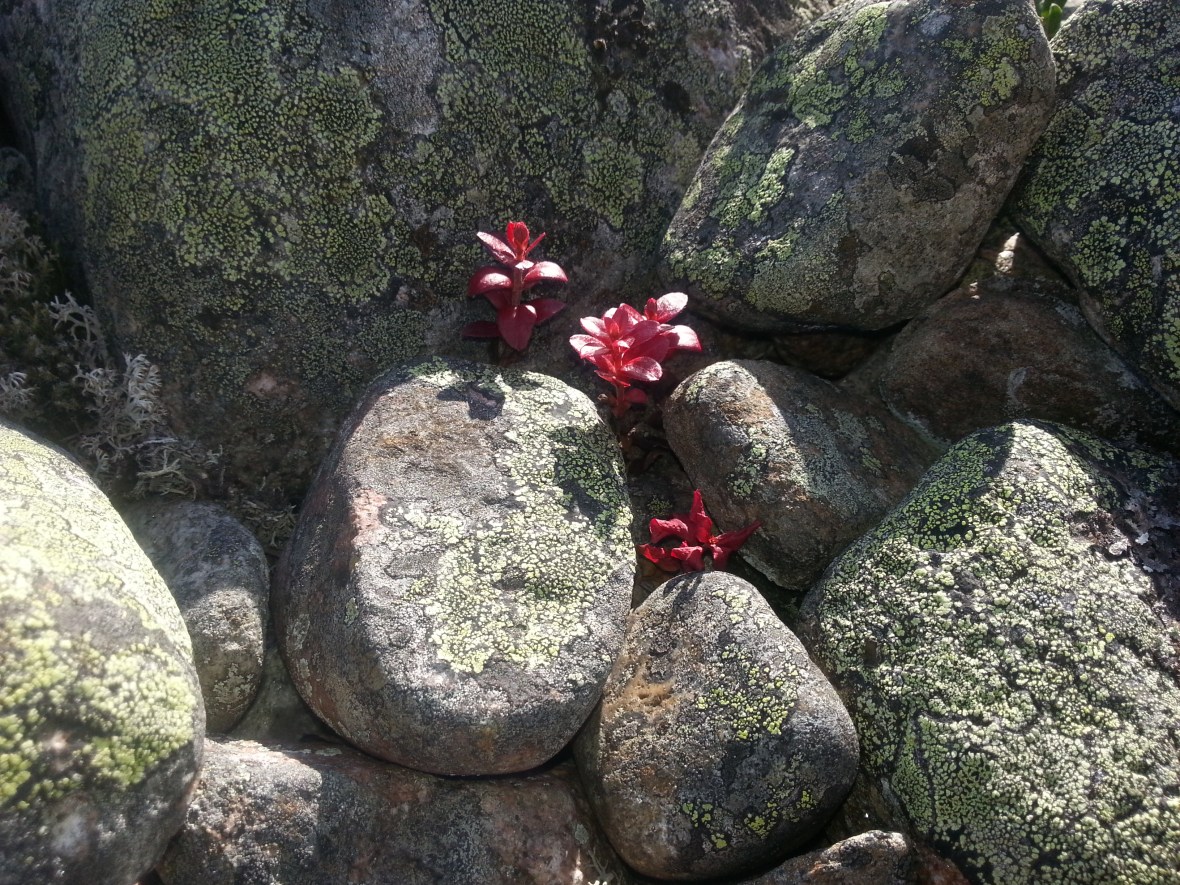 Kivikossa kasvaa punainen varpu