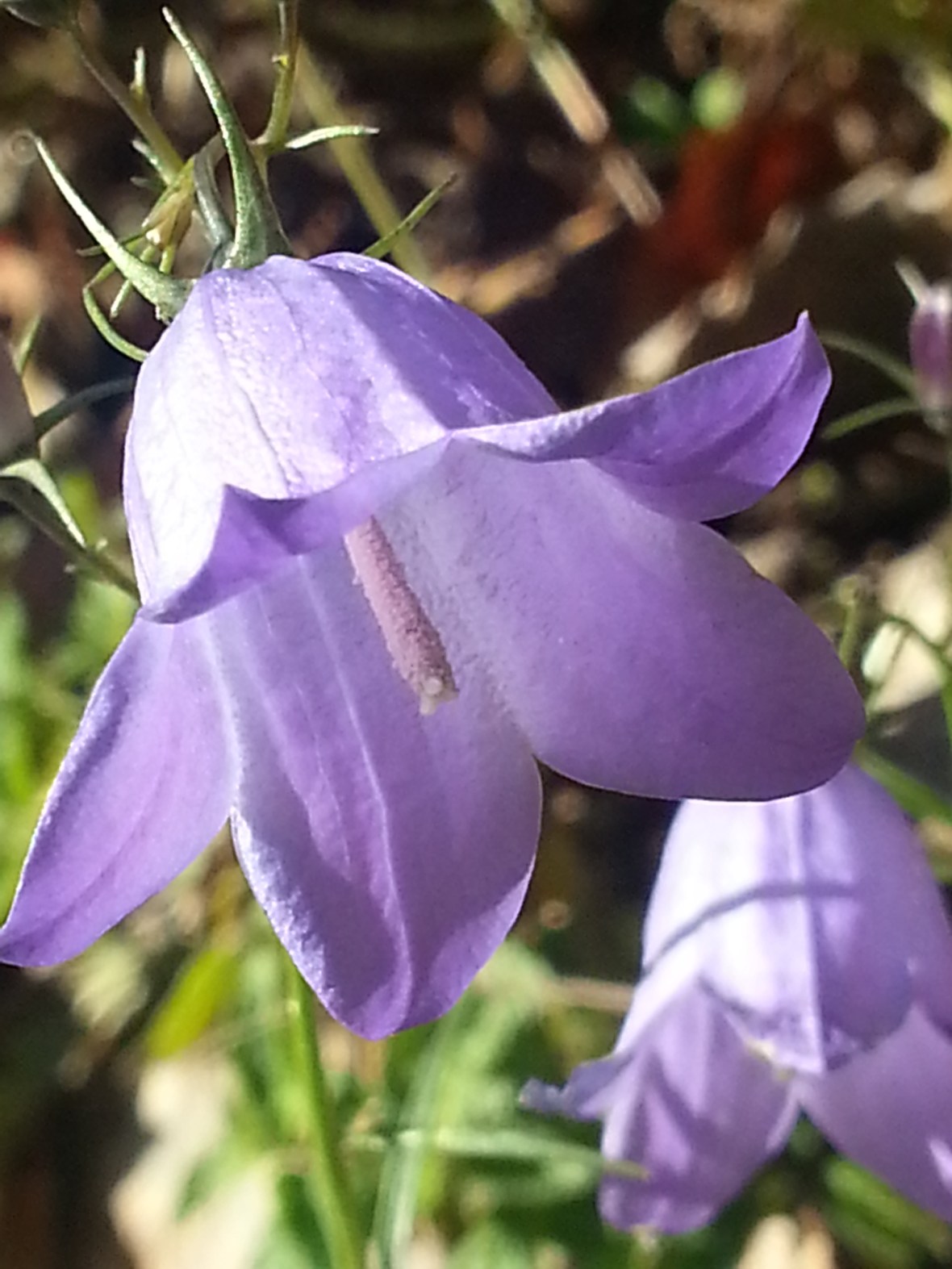 Lokakuun 6. 2013 päivä ojan pohjalla kasvoi kauneutta.