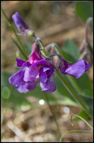 1906-2018-0714192658644916434-01