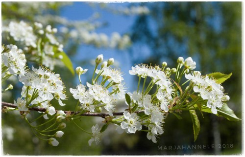 2105-2018-052273131415054464-01