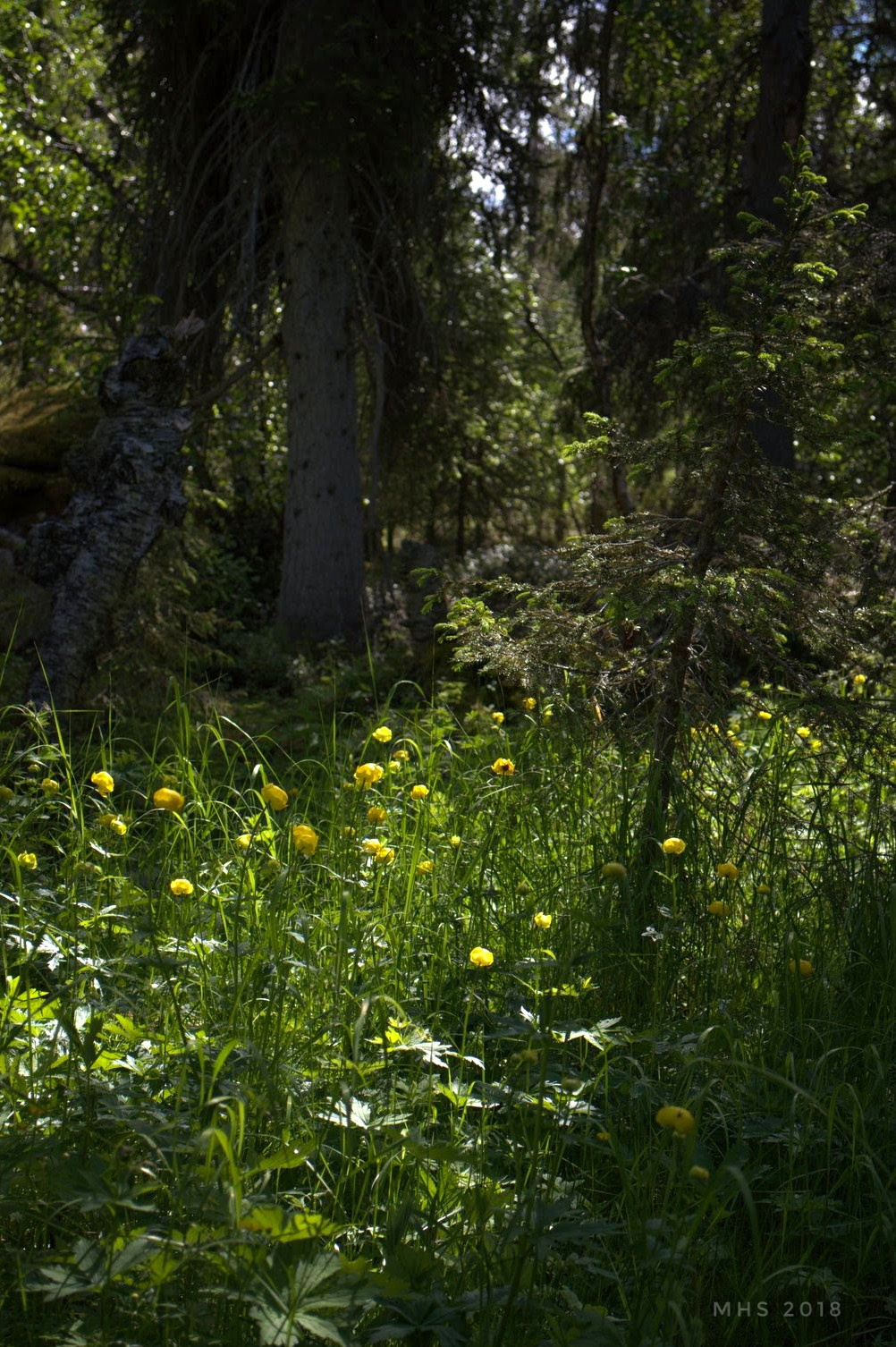 2506-2018-070730923438587468-01