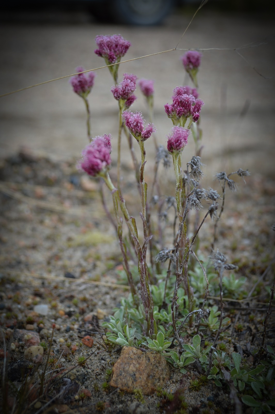 LRM_EXPORT_25224917141000_20190702_181109856