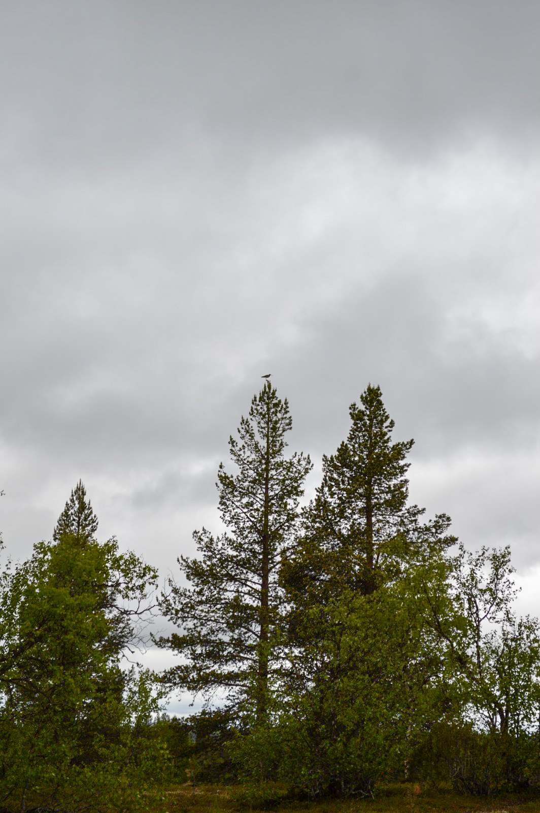 LRM_EXPORT_25311687521852_20190702_181236627